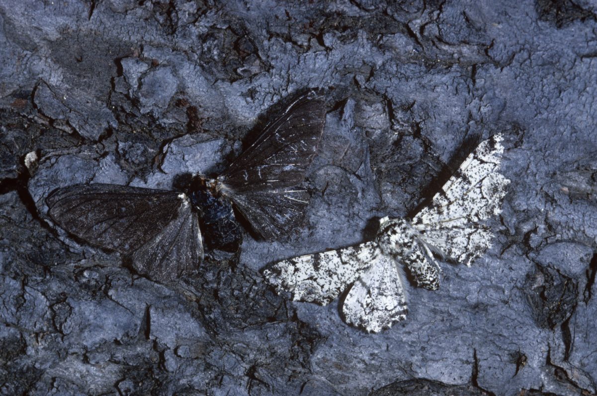 Biston Betularia: Die Geschichte von Transformation Leader